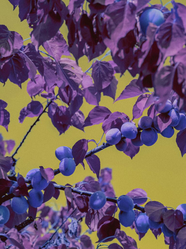 The Polyvagal Theory Meets Real Life: Why Your Nervous System Doesn’t Care About Your To-Do List